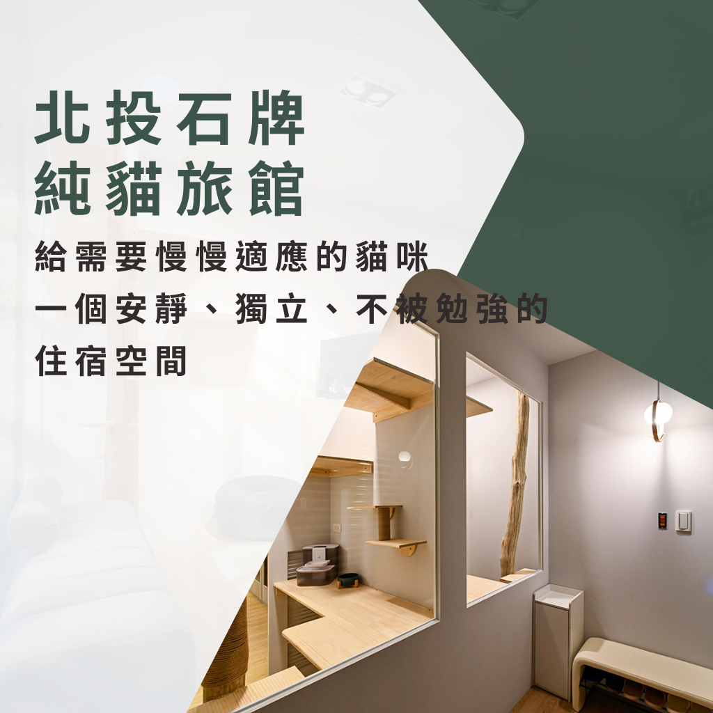 台北純貓旅館推薦－貓厝邊 Cat Hotel